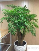 大富贵树室内养护技巧