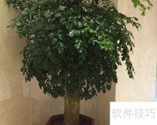 大富贵树养护全攻略