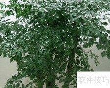 大富贵树养护全攻略