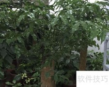 大富贵树养护全攻略
