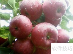 龙丰果树高效栽培技巧