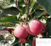 龙丰果树高效栽培技巧
