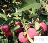 龙丰果树高效栽培技巧