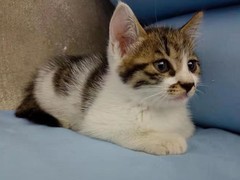 古代战争：法队转生避坑指南