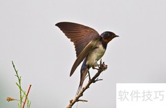 燕子的特点解析