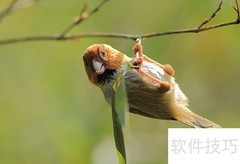 训鸟专家揭秘高效训鸟技巧