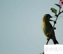 训鸟专家揭秘高效训鸟技巧