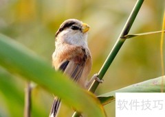 训鸟专家揭秘高效训鸟技巧