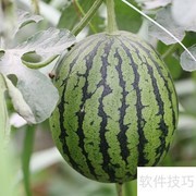 西瓜的营养价值与健康益处