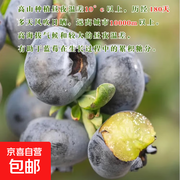 京喜加国产云南蓝莓两盒装，仅 9.9 元速来抢！