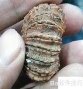 金刚菩提籽鉴别技巧