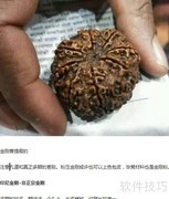 金刚菩提籽鉴别技巧
