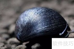 金刚螺繁殖方法详解