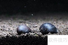 金刚螺繁殖方法详解