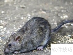 简单逮老鼠的实用妙招