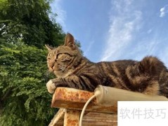 简单逮老鼠的实用妙招