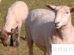 母羊饲料最佳配方揭秘