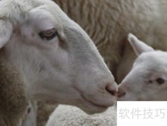 母羊饲料最佳配方揭秘