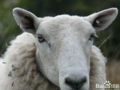 母羊饲料最佳配方揭秘