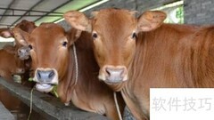 牛饲料配方与制作技巧