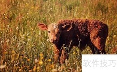 牛饲料配方与制作技巧