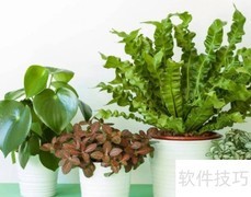 花草移植全攻略