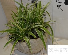 花草移植全攻略