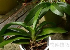 兰花移植全攻略