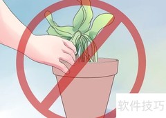 兰花移植全攻略