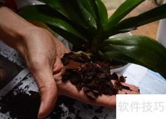兰花移植全攻略