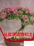 盆景移植技巧与步骤