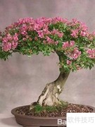 盆景移植技巧与步骤