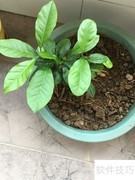 植物移植全攻略