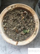 植物移植全攻略
