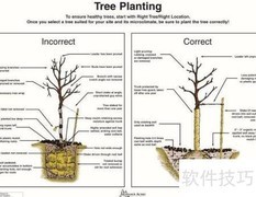 大树移植技巧全解析