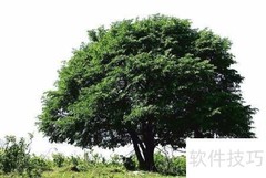 大树移植技巧全解析