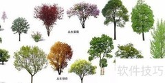 大树移植技巧全解析