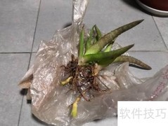 芦荟移植方法与步骤