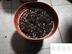 芦荟移植方法与步骤