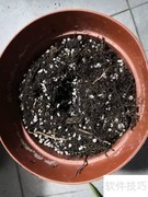 芦荟移植方法与步骤