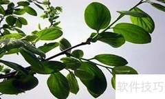 柿子疗疾妙方