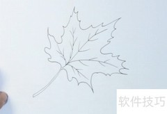 枫叶简笔画教程：轻松几步学会