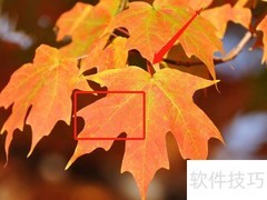 枫叶如火，点燃秋日诗意