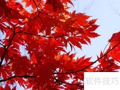 枫叶如火，点燃秋日诗意