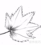 枫叶素描：秋日静美瞬间