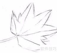 枫叶素描：秋日静美瞬间