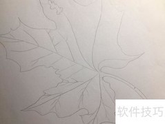 枫叶简笔画教程
