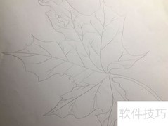 枫叶简笔画教程