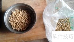 自发黄豆芽全攻略