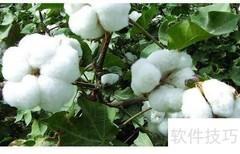 棉花等级划分标准解析